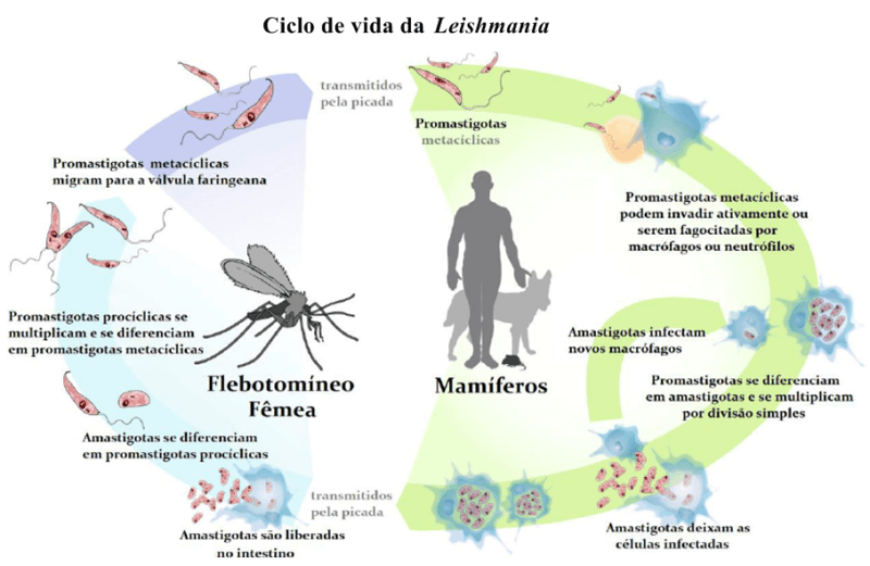 A caminho da cura da leishmaniose visceral canina – Cuidado Animal